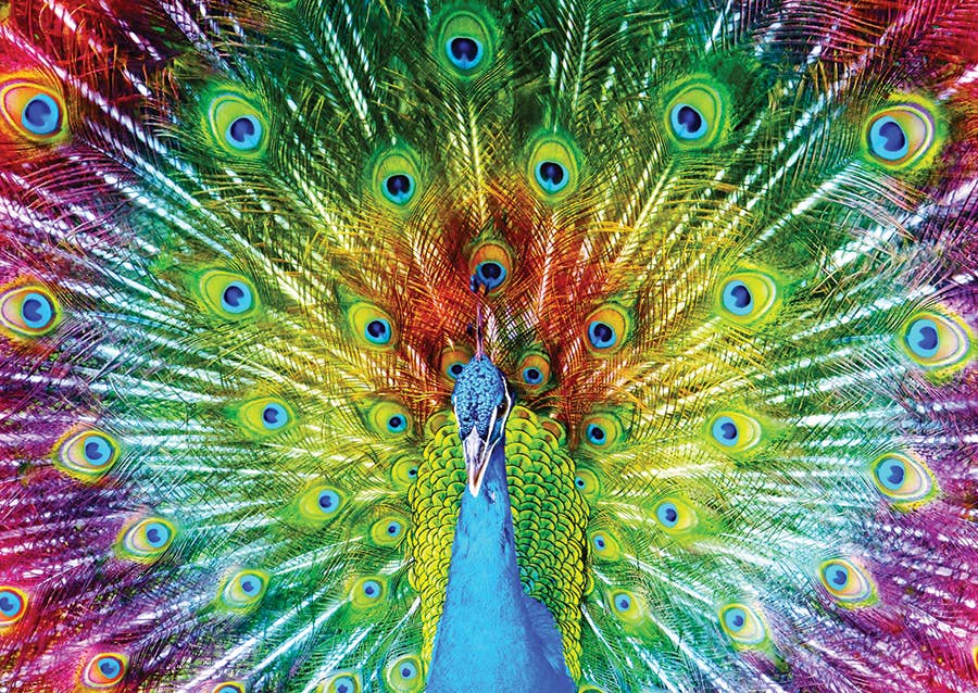 Colorful Peacock 1000-Piece Enjoy Puzzle