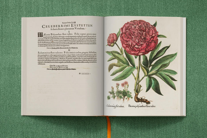 Basilius Besler. The Garden at Eichstätt