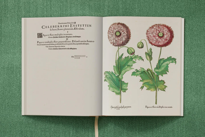 Basilius Besler. The Garden at Eichstätt