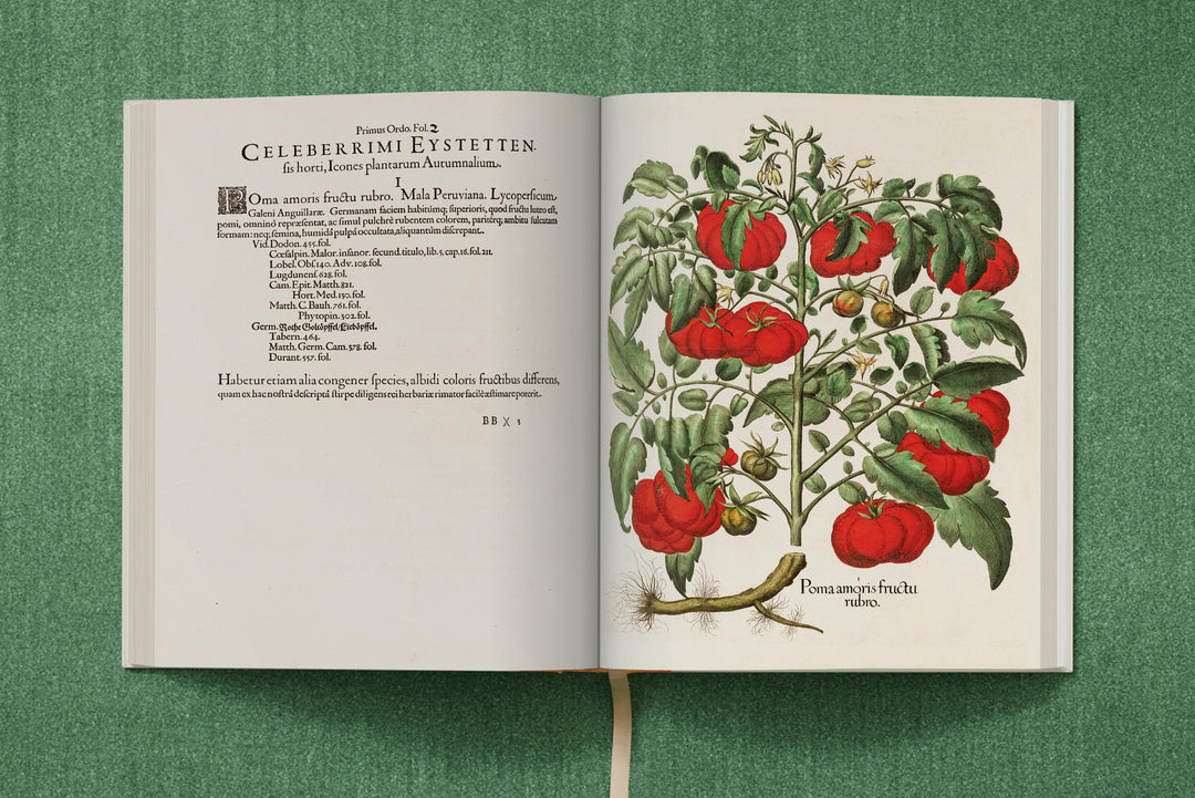 Basilius Besler. The Garden at Eichstätt