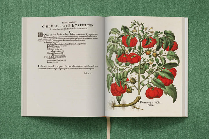 Basilius Besler. The Garden at Eichstätt